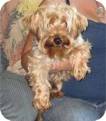 Click on the profile of a cat to see profile details and adoption holds. Salem, NH - Yorkie, Yorkshire Terrier. Meet Luigi a Pet ...