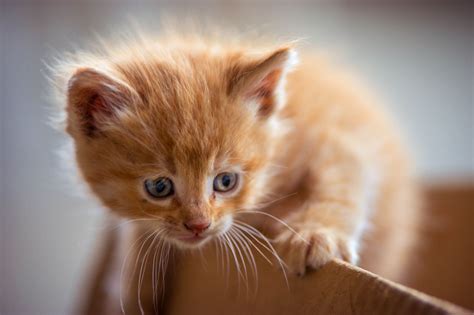 Curious Kitten Cute Cats And Kittens Cats Kittens Cutest