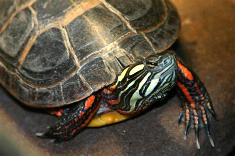 Painted Turtle Facts Characteristics Habitat And More Animal Place