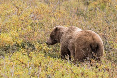 Grizzly Bear In Denali National Park In Fall Stock Photo Image Of