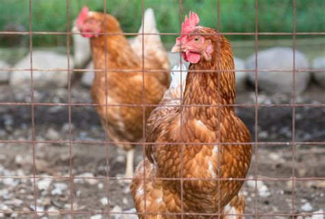 Salmonella Outbreak In 48 States Linked To Backyard Poultry