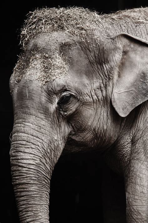 Elephant Portrait Free Stock Photo Public Domain Pictures