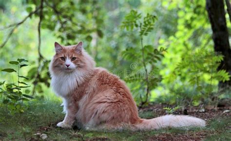 Norwegian Forest Cat Male Sitting In Light Green Forest Stock Photo