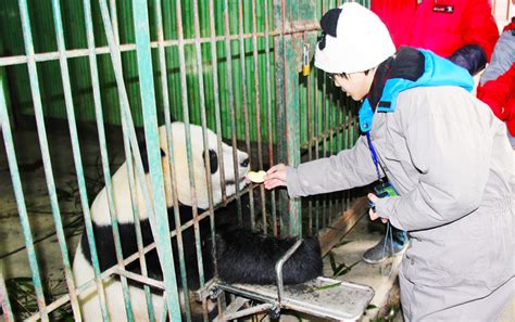 5 Days Bifengxia Panda Volunteer Program With Chengdu Tour