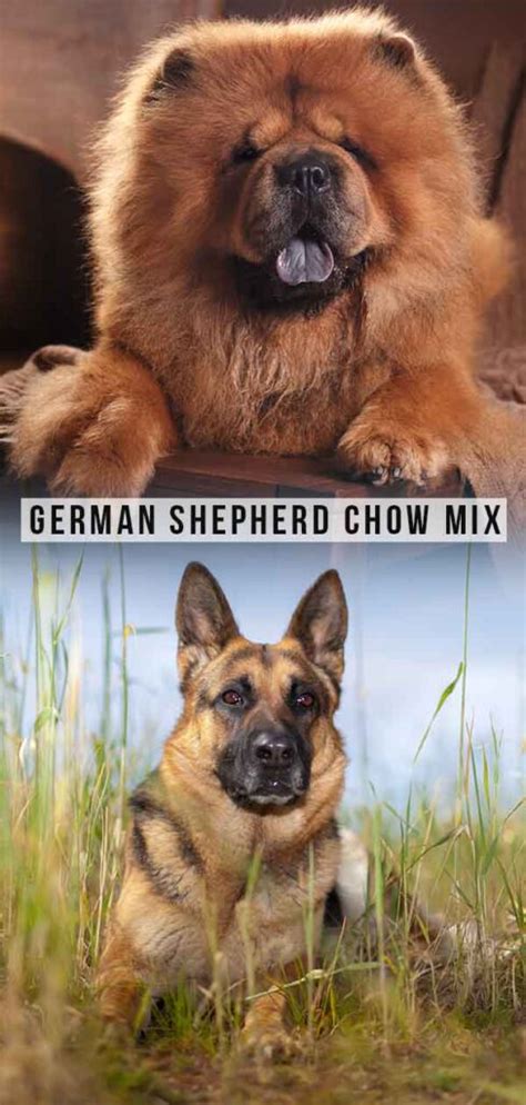 german shepherd chow mix a large loyal cross breed