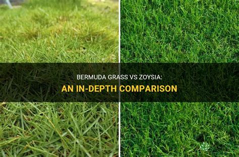Bermuda Grass Vs Zoysia An In Depth Comparison ShunCy