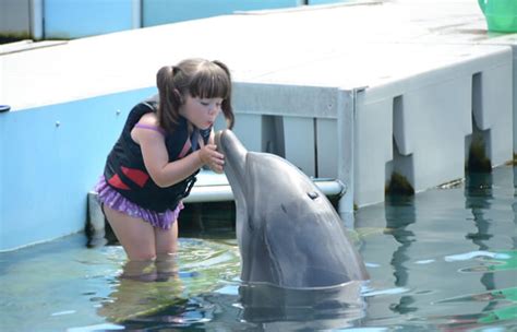 Dolphin Quest Bermuda Enjoy One Of The Top Attractions In Bermuda