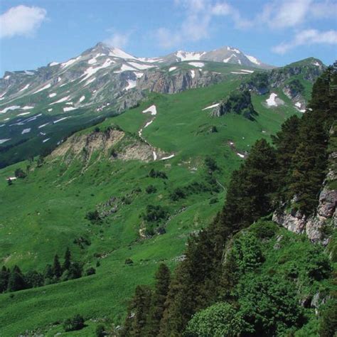 Alpine Habitats Mt Oshten In The Background And Pine Forest On The