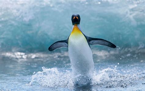 Free Download Penguin Wallpapers Hd 1600x1000 For Your Desktop