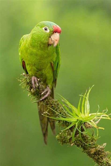 Crimson Fronted Parrot Aratinga Finschi Central America Parakeet