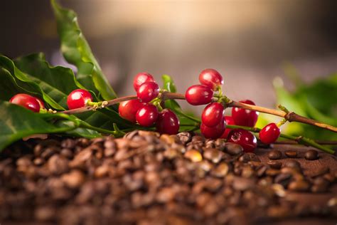 La planta del café son arbustos de hoja perenne de la familia de las rubiáceas. Koffein Geschichte und Wirkung in Kaffee und Tee