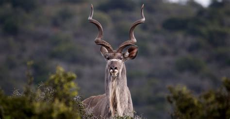 These Stunning Antelopes In Africa Have Incredibly Symmetrical Spiral