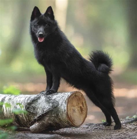 Schipperke Small Dogs With High Pitched Bark Fox Like Face