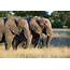 The Game Lodge Index Fun Facts About Elephants