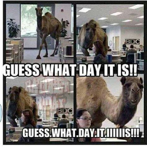 Geico hump day camel commercial happier than a camel on wednesday. 19 best Camels/Hump Day images on Pinterest | Camels ...