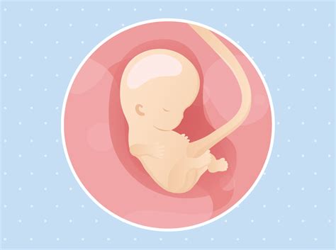 9 Semanas De Embarazo Etapas De Desarrollo Nestlé Baby And Me