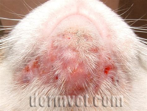 Cat Skin Infection Under Chin It Feels Right Bloggers Stills Gallery