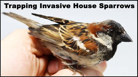 How To Catch Invasive House Sparrows Mousetrap Monday Youtube