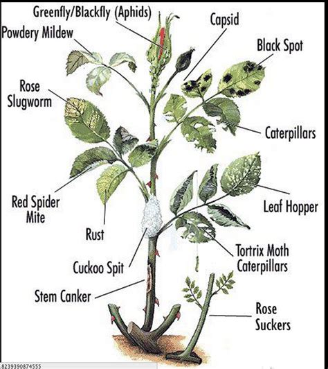 Rose Problem Chart Found On Ucce Master Gardeners Of Santa Clara County