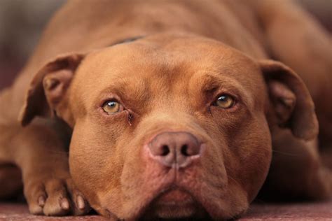 Red Nose Pitbull Your Complete Guide Dog Academy