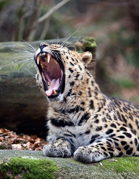 Amur Leopard Images Archives Wildcats Conservation Alliance