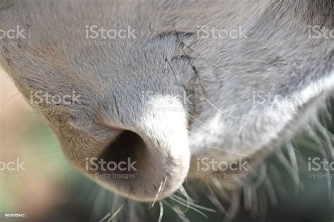 Donkey Nose Close Up Stock Photo Download Image Now 2017
