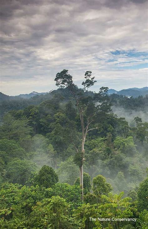 Magazine All About Borneo Rainforest Sgk Planet