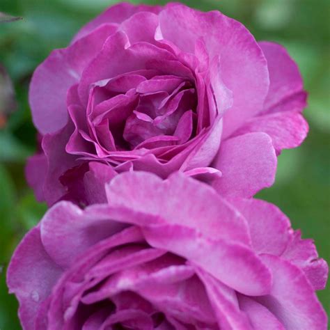 Heirloom Hybrid Tea Rose Live Bareroot Plant Purple Color Flowers