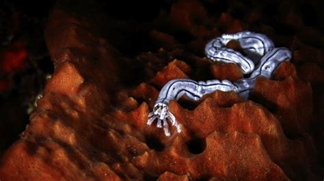 Nemertea Phylum Of The Ribbon Worm And Its Amazing Proboscis