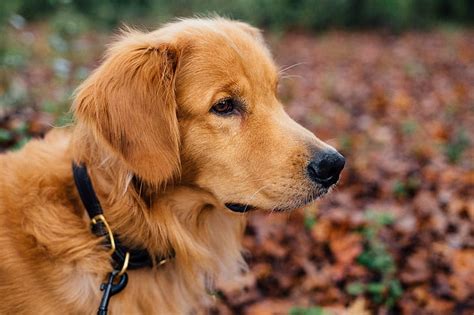 Royalty Free Photo Adult Golden Retriever On Dry Leaves During Daytime