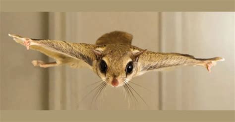 How To Catch A Flying Squirrel Find Out Here Squirrel Arena