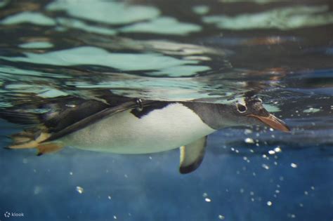 Sydney Sea Life Aquarium Penguin Passport Tour 클룩 Klook 한국
