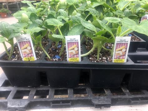 Squash 4 Pack Stranges Florists Greenhouses And Garden Centers