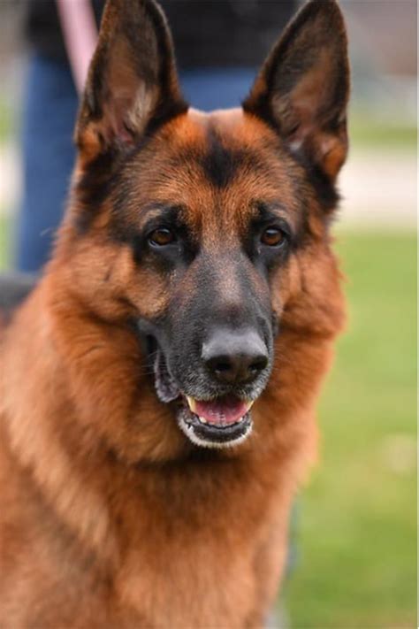 German Shepherd Stud Dog Service In Chicago Il Regis Regal