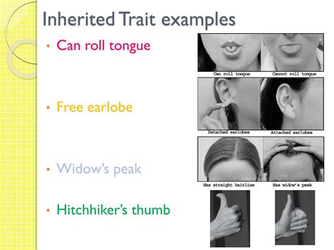 Ppt Heredity Inheritance And Variation Of Traits