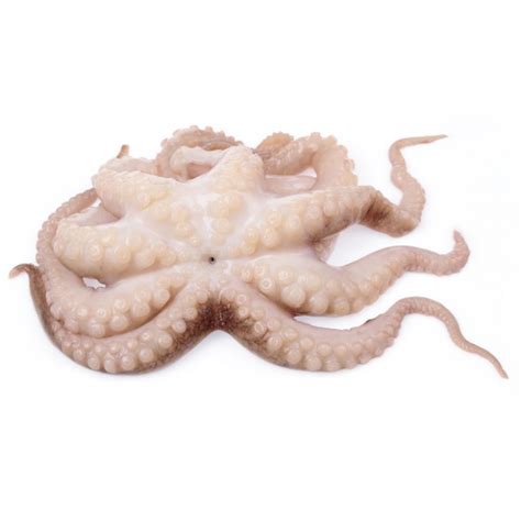 Octopus Whole Raw Pc 2 Kg