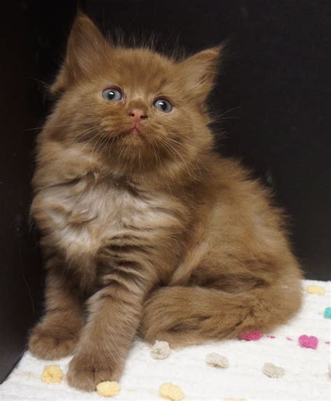 A Brown Kitten Sitting On Top Of A White Blanket