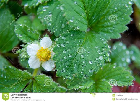 Great care is taken to maintain the style and color scheme of your arrangement. Green Leaf With Water Drops And Flower Stock Image - Image ...