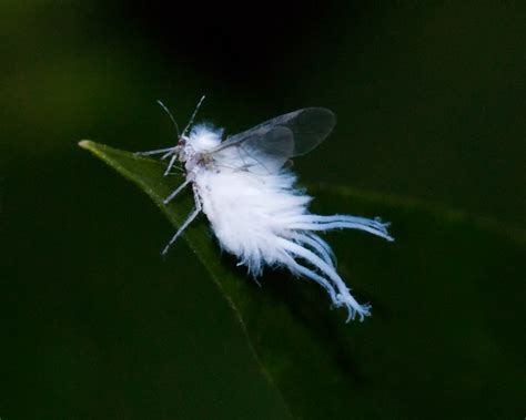 Flying Fuzz Wooly Aphid 8185 A Photo On Flickriver