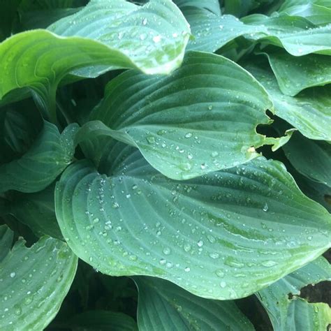 Premium Photo Close Up Of Wet Leaves