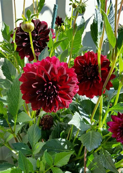 Obtenha um segundo vídeo stock com 29.360 segundos de rotating burgundy dahlia flower isolated a 25fps. Burgundy dahlia | Burgundy dahlia, Flowers