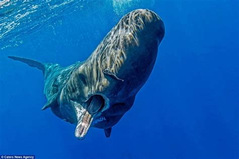Interesting Facts About Sperm Whales Just Fun Facts