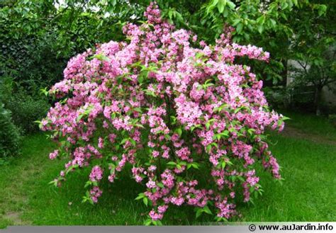 Camélia d'automne 'yuletide' pot de 4 litres, hauteur 40/50 cm, 4 ans d'à â¢ge existe en 2 déclinaisons. Jardin-Alsace-Vignoble: Arbres et Arbustes