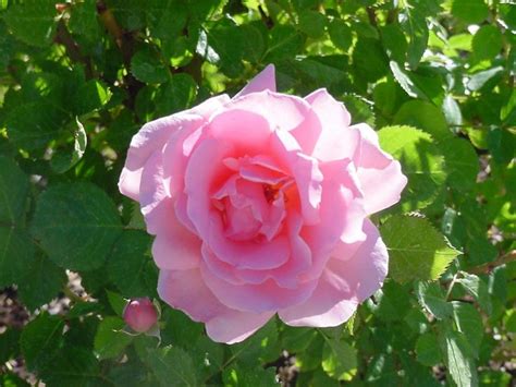 72 Best Pink Roses The Most Beautiful Flower In The World Images On