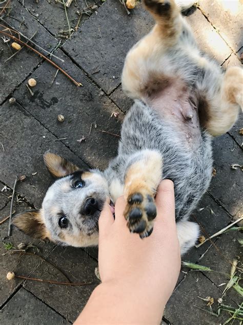 They are among the smartest dogs in the world. Queensland Heeler Puppies For Sale | Redmaple Street, CA ...