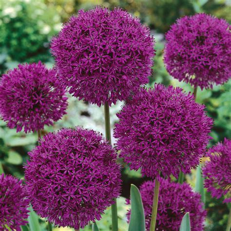 Allium Afl Purple Sensation J Parker Dutch Bulbs Wholesale Ltd B2b