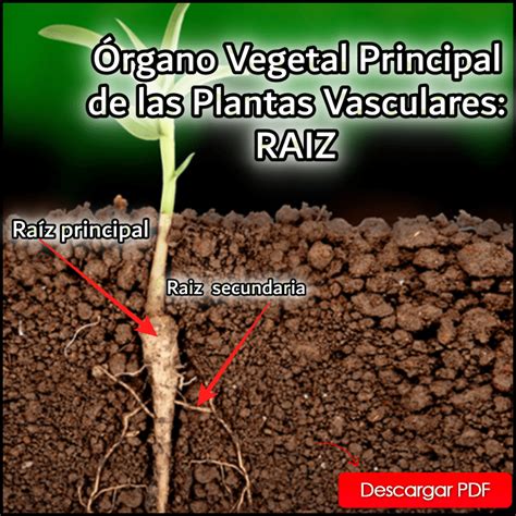 Rgano Vegetal Principal De Las Plantas Vasculares Raiz Infoagronomo