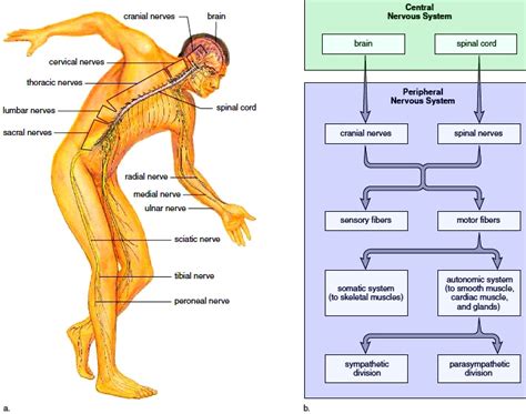 Human Central Nervous System Diagram What Is Central Nervous System