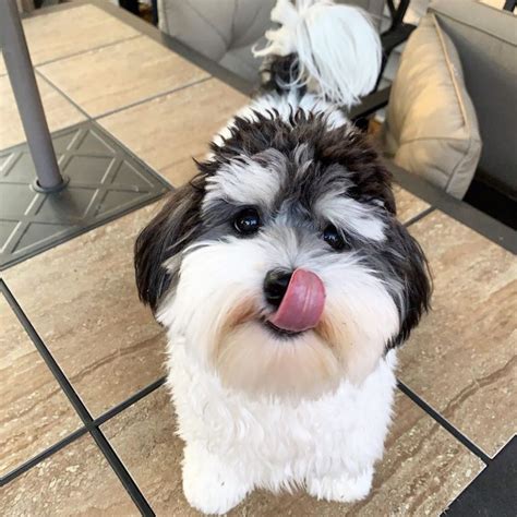 14 Pictures Of Fluffy And Adorable Havanese Dogs Petpress