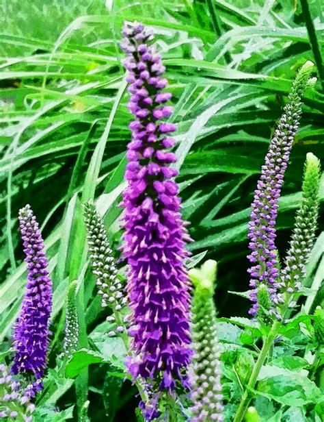 Maybe you would like to learn more about one of these? tall purple flowers......2017-06-06 - a photo on Flickriver
